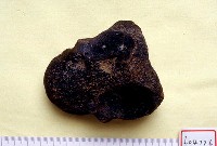 藏品(大型動物脊椎骨)的圖片